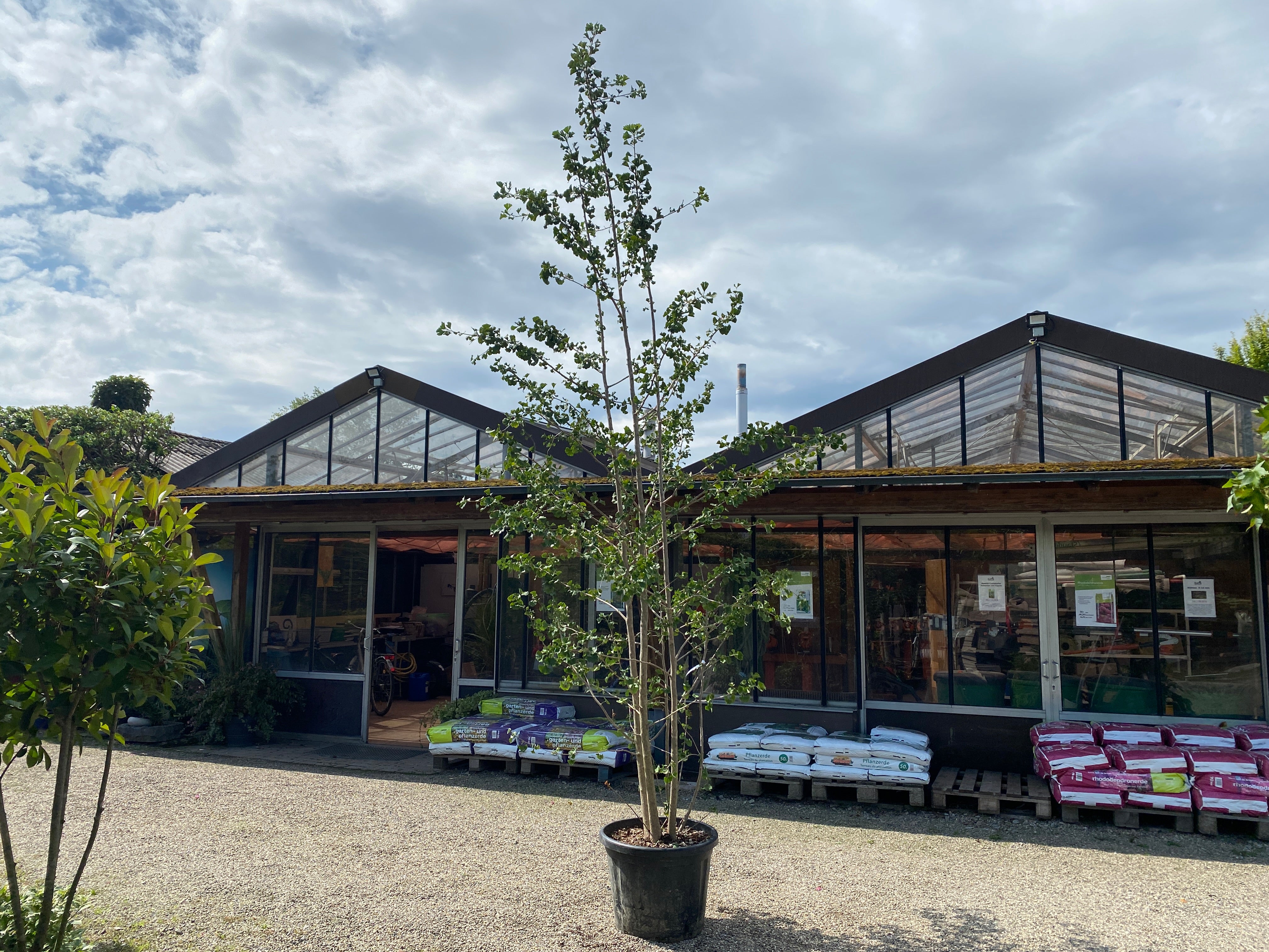 Fächerblattbaum / Ginkgo biloba